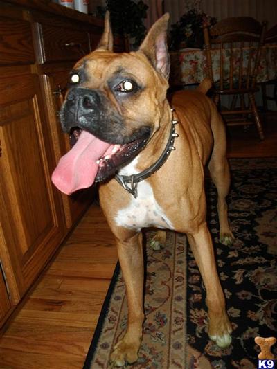 Sarge