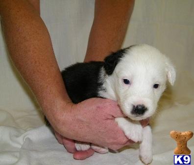 Australian Shepherd AKC,ASCA puppies