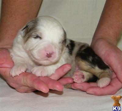 ASCA Australian Puppies Available