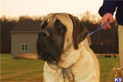 Show Quality Mastiff Stud