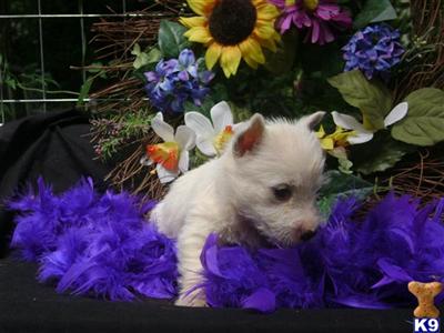 westies for sale
