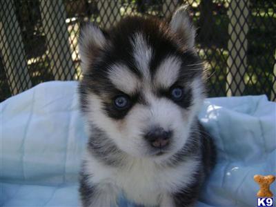 huskies for sale
