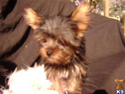 yorkies 