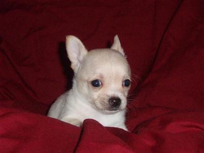 teacup chihuahuas
