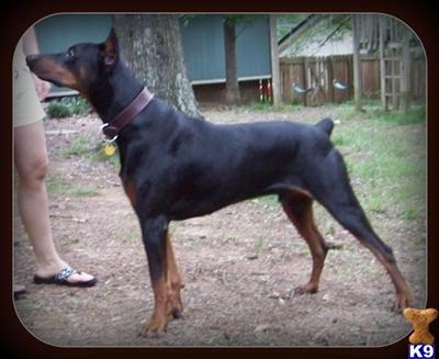 AKC Ch. Line Silas 