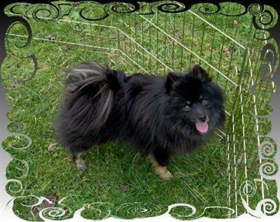 AKC BlackTan Male Pomeranian Full Fluffy Coat  ONLY $350