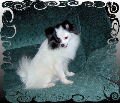 AKC Tiny BlackWhite Parti Female Pomeranian Puppy