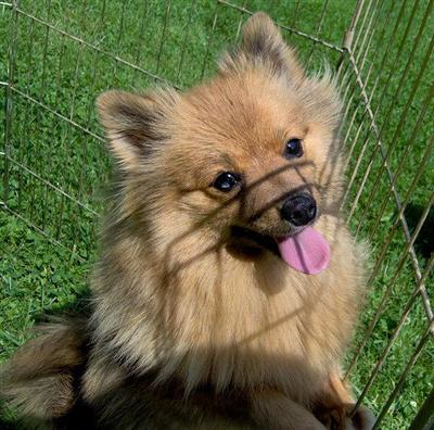 Rare Red Sable Merle Female w/ Blue Fleck in Eye  $600