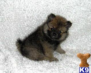 AKC Red Sable Female Pomeranian Puppy  PayPal Accepted  Christmas Hold Available