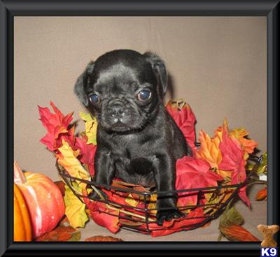 BLACK FAWN AND APRICOT PUG PUPPIES