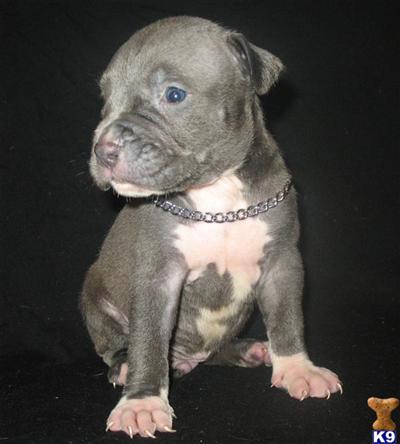 ADBA REG BLUE MALE GOTTI, TNT  WATCHDOG BLOODLINE