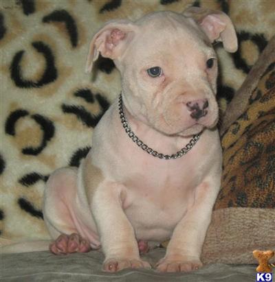 RAZORS EDGE / WATCHDOG ADBA REG COWPATCH FEMALE