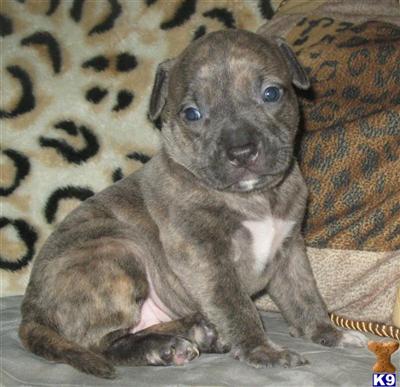 RAZORS EDGE/GAFF BLOODLINE UKC  ADBA REG PUPPIES