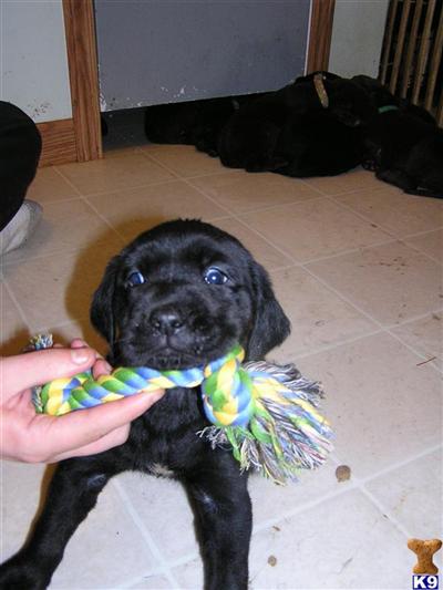 AKC #6E7D FEMALE BLACK LABRADOR RETRIEVER