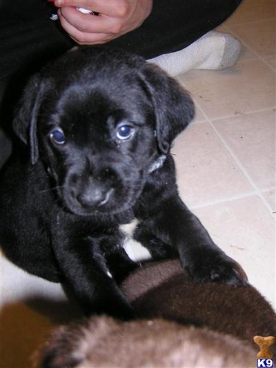 AKC #7465 MALE BLACK LABRADOR RETRIEVER