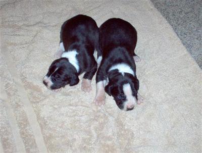AKC Great Danes