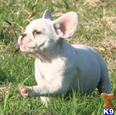 AKC male frenchies