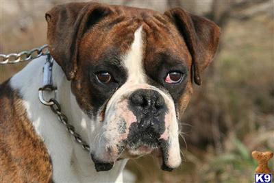 AKC  Cleatus