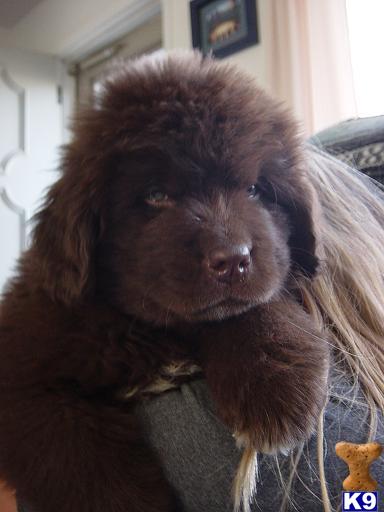 Newfoundland puppies available