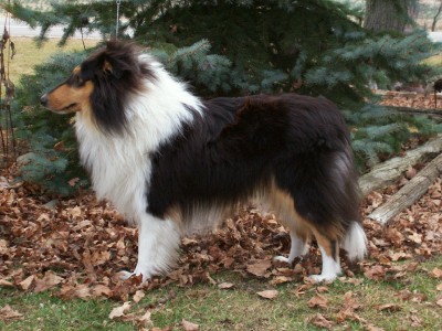 AKC Collies