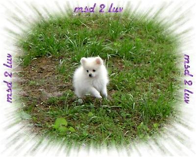 AKC ICE WHITE MALE POMERANIAN...CH LINES