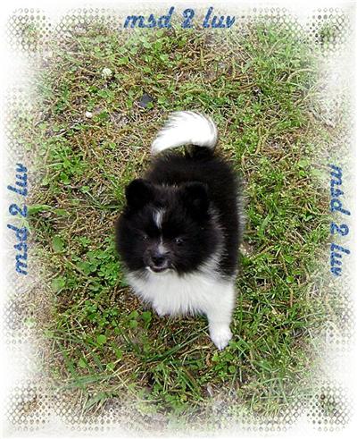 AKC BLACK PARTI MALE POMERANIAN