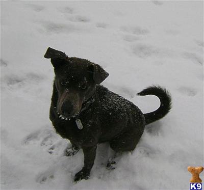 Asher, a nice Lab/Weimeramer mix rescue dog