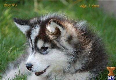 wildspiritalaskanmalamutes dot com