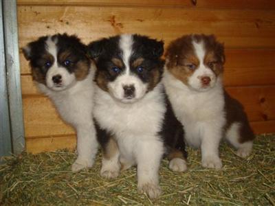 Puppies