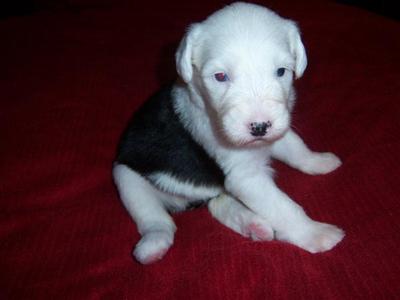 Old English Sheepdog Puppies Available 6/08