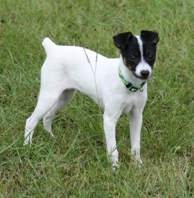 Beautiful black and white Rat Terrier