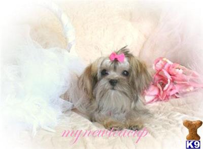 3.9 lbs Tiny SHORKIE Candy