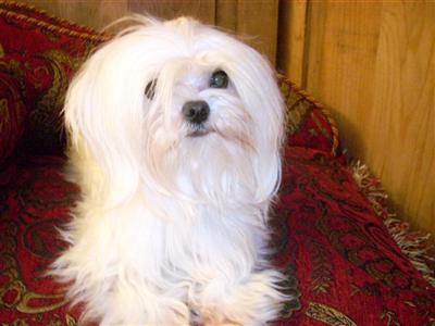Tiny 3.6 Male Maltese