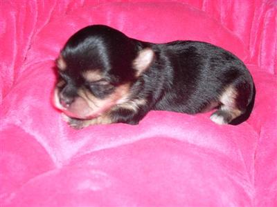 Morkies 