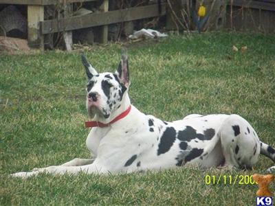 PEYTON VON MEISTERSINGER