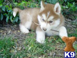 Timber and white arctic mix siberian husky hybrids