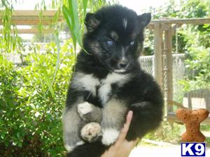 Hybrid White Arctic and Timber with Siberian Huksy