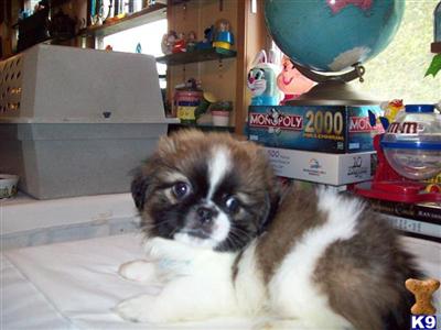 CKC PEKINGESE TO LOVING HOMES