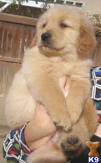 Golden Retriever Puppies, AKC
