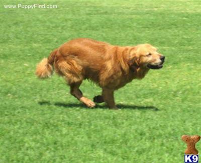 Chadwocks Golden Shadow