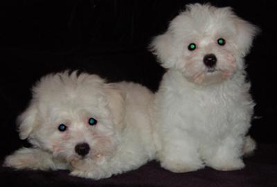 MALTESE PUPS FOR SALE
