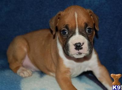 ch. sired boxer puppies