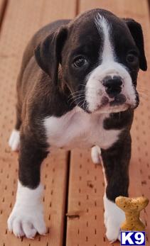 akc part european sealed brindle pups.
