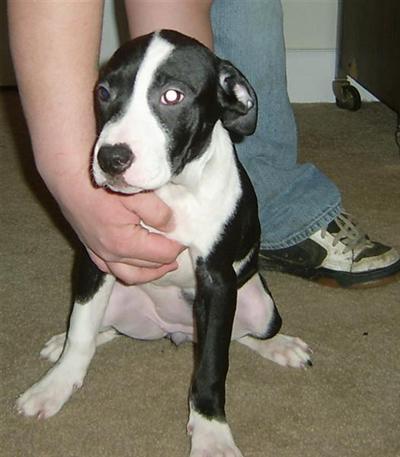 ADBA Registered American Pit Bull Terrier Females