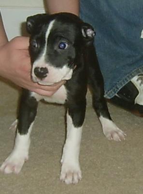 ADBA Female American Pit Bull Terriers Great Bloodlines