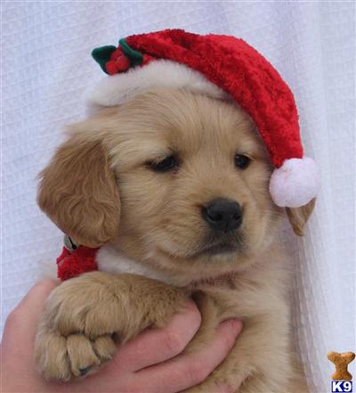 A Puppy for Christmas -  Reserve Today