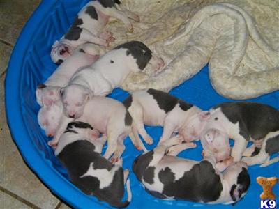 ADBA Registered Blue Put Bull Puppies