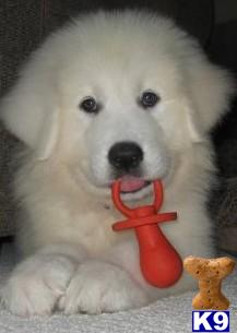Beautiful home raised puppies