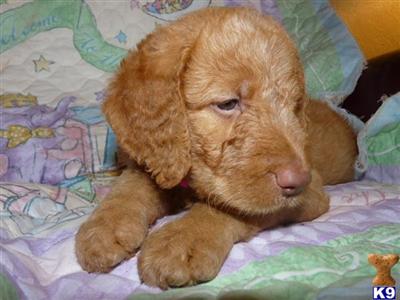 Labradoodle Australian