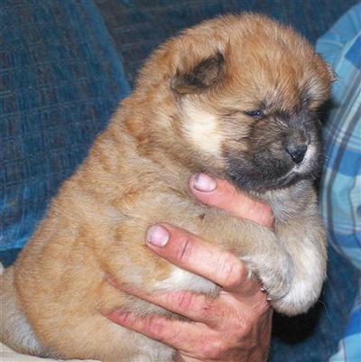 Beautiful  red female chow pup